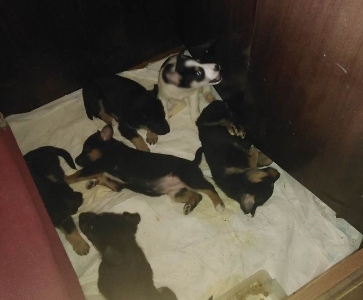 Изоставени кученца във Враца търсят дом, научи агенция BulNews. С