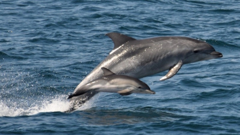 Притеснителна статистика показва голям брой мъртви делфини по Северното Черноморие