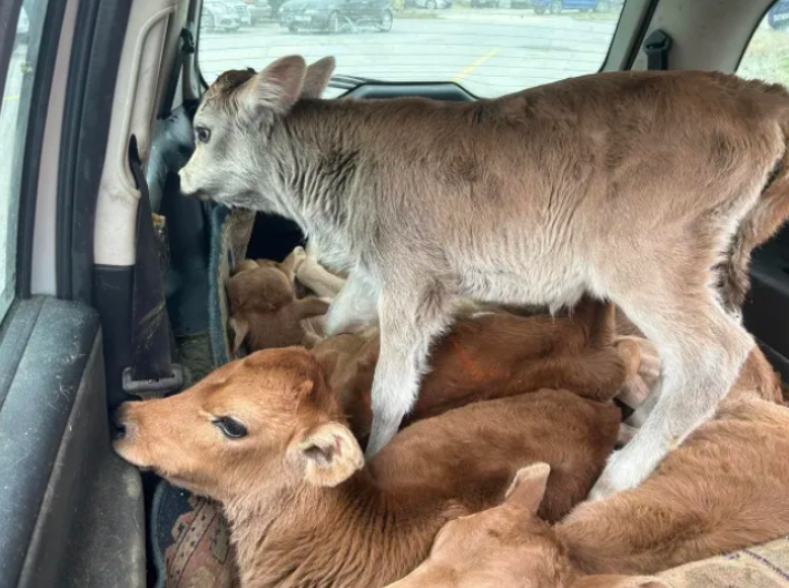 Полицията в Сливен спря шофьор който е превозвал седем телета