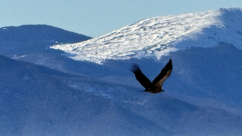 По време на традиционното преброяване на нощувките на белоглавите лешояди