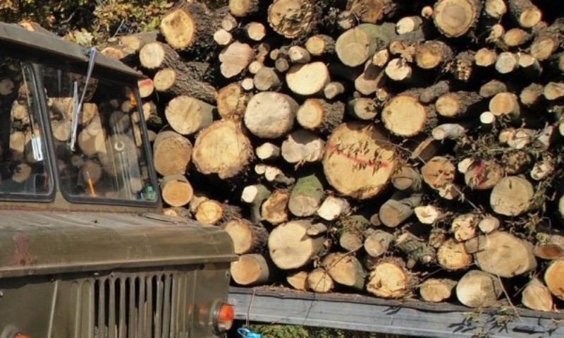 Иззеха близо 40 кубика незаконни дърва от частни имоти в монтанско село