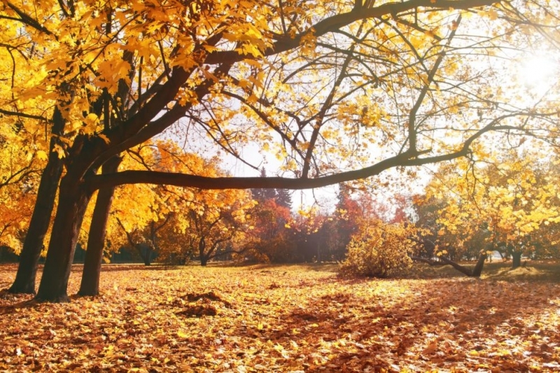 Слънце и дъжд ще се редуват до края на ноември, температурите скачат до 21°