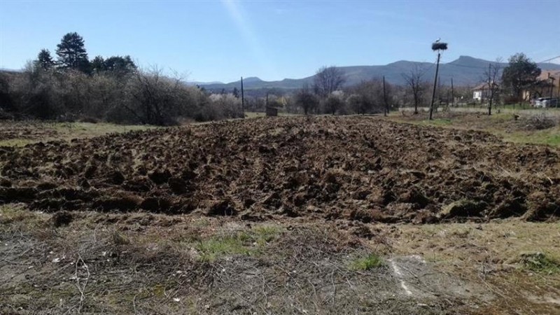 Около 500 кг лук извадиха от опитно поле в Ружинци