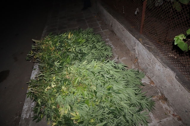 Полицаи откриха 151 конопени растения във Видинско съобщиха от пресцентъра