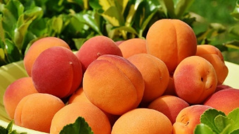 Кайсиите напълно са заслужили славата си на плод с много ползи