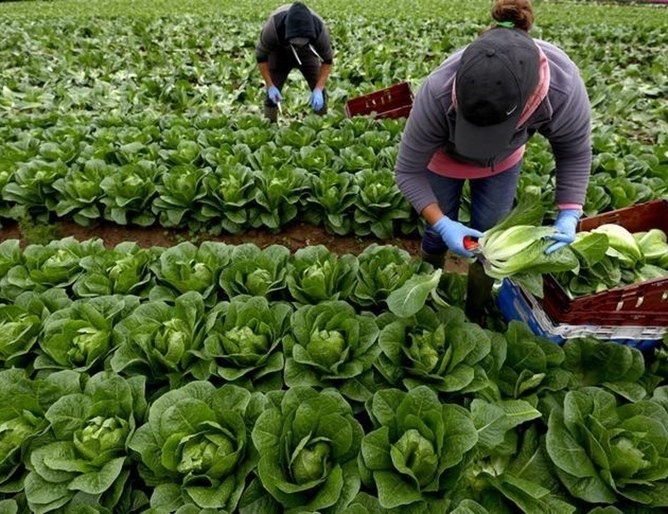 Съюзът на фермерите в Шотландия призова своите членове да помогнат