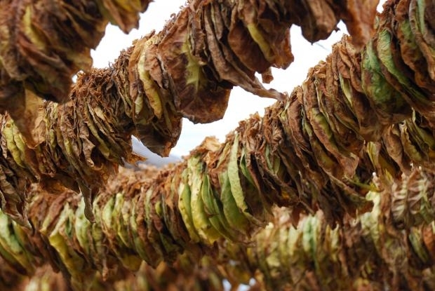 Полицаи от Плевен иззеха машина за рязане на тютюн и