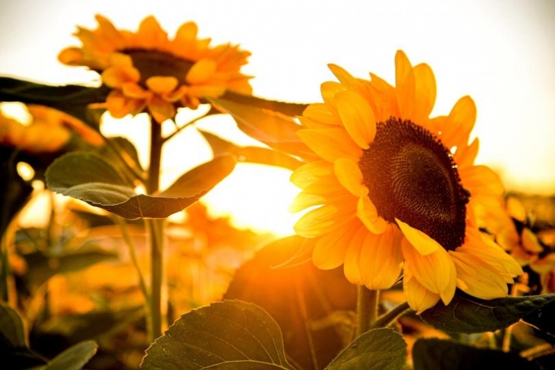 41 2 deg C показаха днес термометрите в Бордо най високата температура откакто