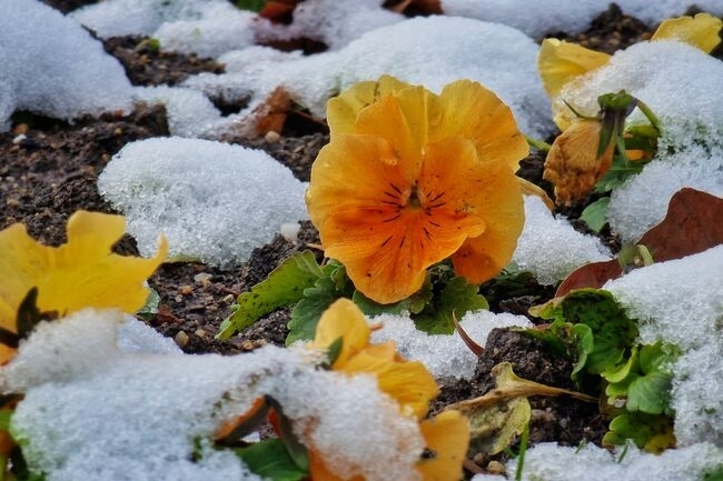 Днес студеният въздух ще обхване цялата страна По значителна облачност ще