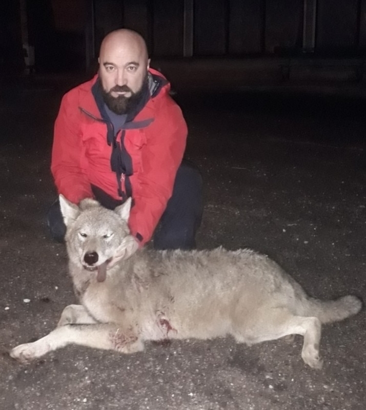 43-годишен ловец от дружинката на Дива Слатина уби вълк в