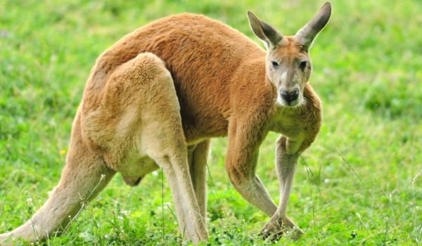 В Австралия сигналите за пияно кенгуру в спасителните служби стават