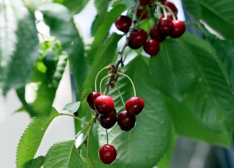 За изпочупени и унищожени черешови дървета от диви свине се