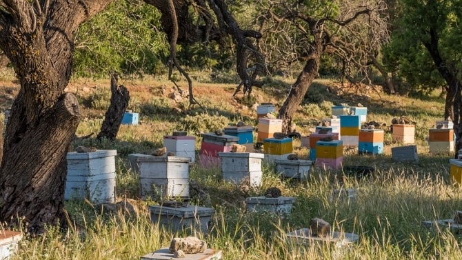 Пожар изпепели пчелни кошери във Видинско съобщиха от МВР Случката
