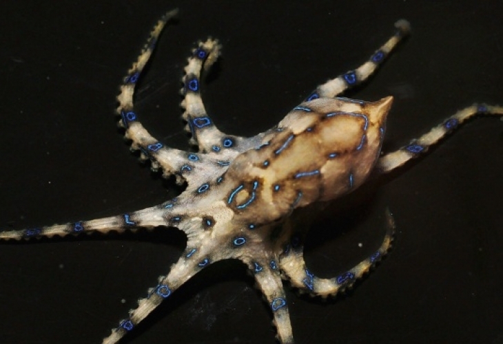 Около 10 000 деца роди октопод в САЩ написа британският