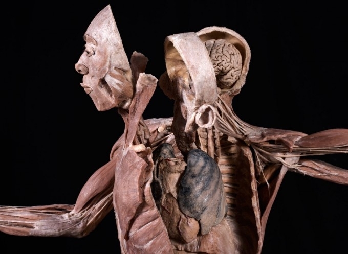 Човешкото тяло не спира да учудва учените Тази сложна структура