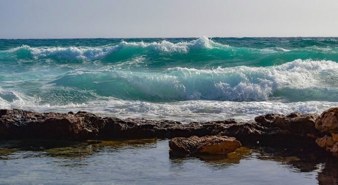 Над 20 мъртви делфина е изхвърлило морето само за м