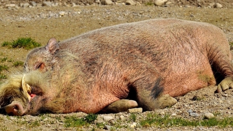 Първи случай на африканска чума при дива свиня и в