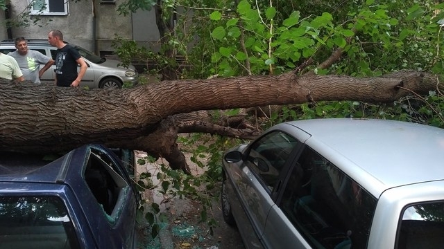 Дърво е паднало върху две коли пред блок във Видин