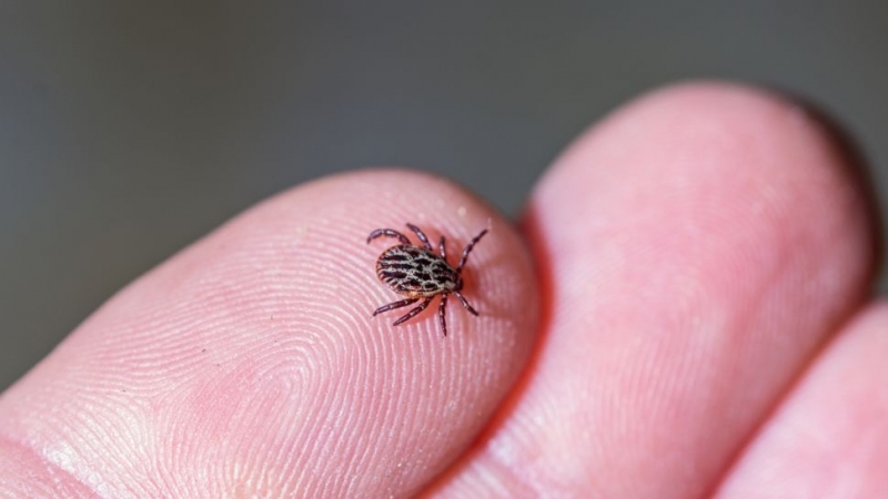 Първи случай на лаймска болест е регистриран в Монтана за