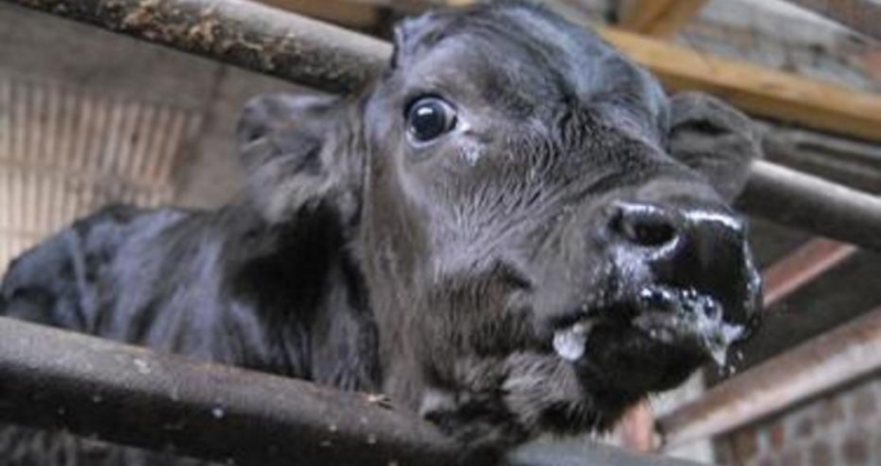 Референдум за правата на кравите организират в Швейцария този уикенд.