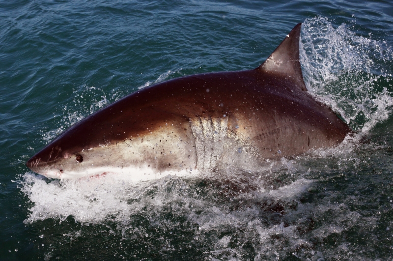 Акула е убила чешки турист в Египет край курорт на