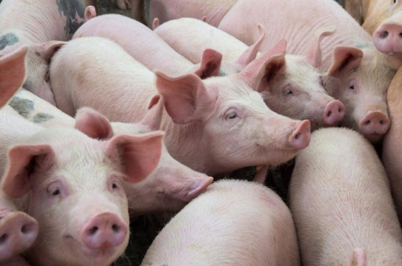Китай ще пусне на търг 10 000 тона свинско месо