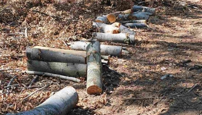 Спипаха бракониер на дърва в Монтанско съобщиха от МВР В