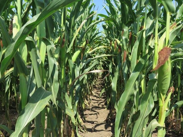 Полицията е заловила 18 годишен хлапак влязъл да краде царевица в