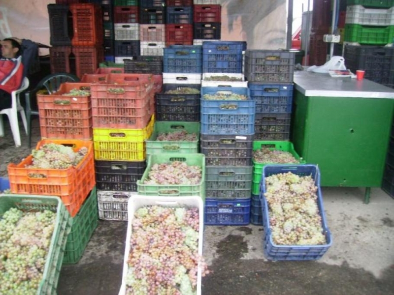 Масово кюстендилци пътуват до съседна Македония откъдето купуват грозде на