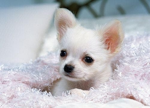 Кафене за примадоните на кучетата а именно породата Чихуахуа отваря