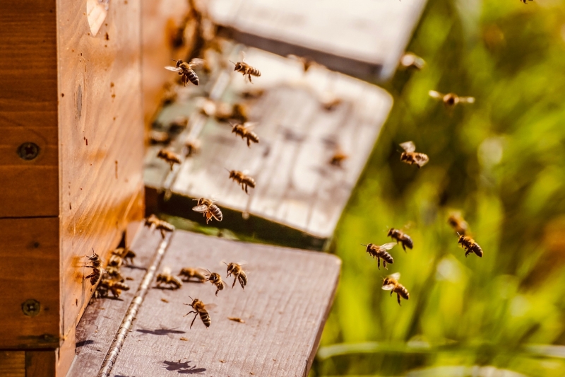 Ломчани пропищяха от нападения от пчели научи агенция BulNews  
Причината за