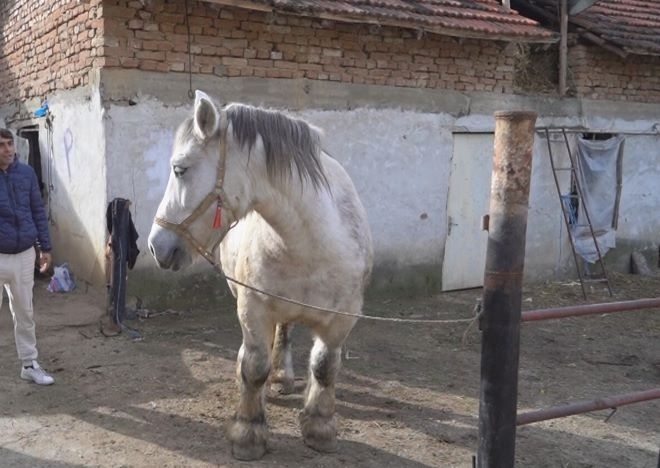 Десетки жители на село Разград не позволиха да бъде евтаназирана