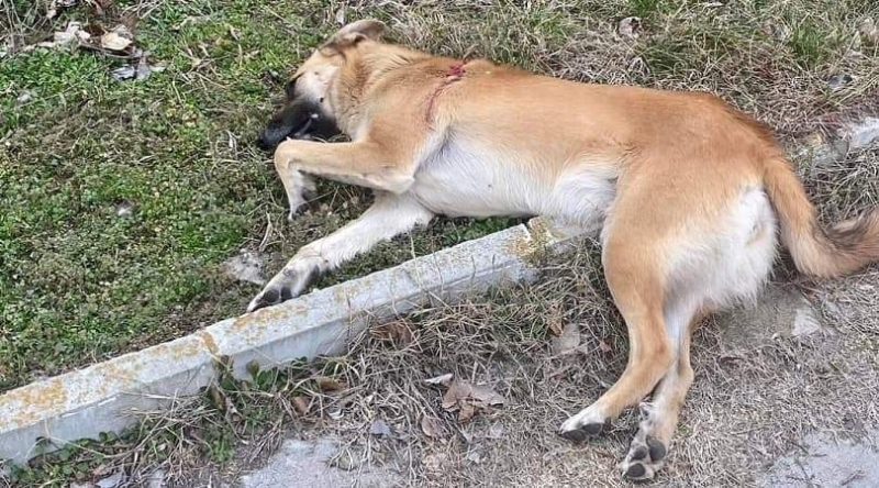 Полицаи издирват изверг убил куче в Монтанско съобщиха от пресцентъра
