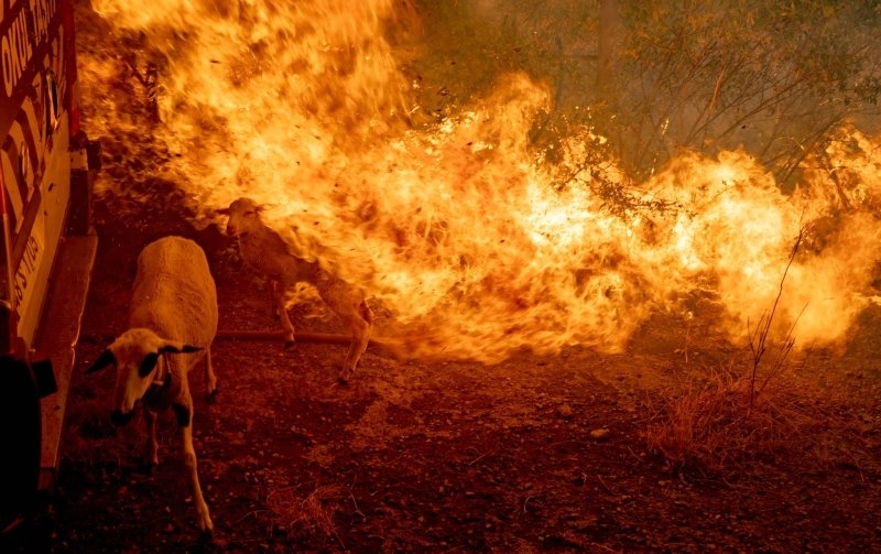 7 животни са станали жертви на пожар бушувал във Видинско