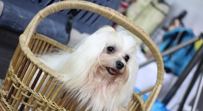 Близо 3000 хиляди кучета от най различни породи си дават среща