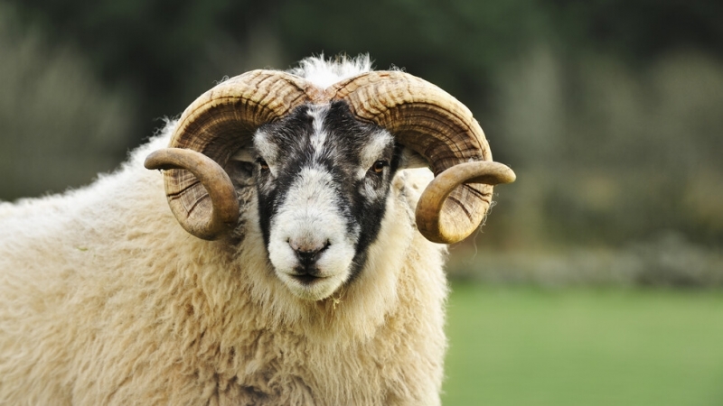 69 годишен пастир е бил нападнат и ранен от овен по