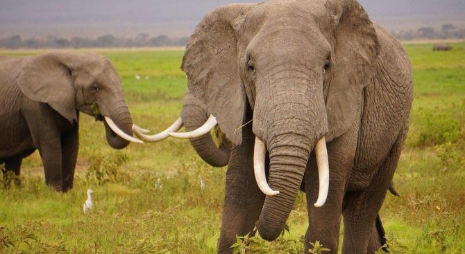 Великобритания ще забрани продажбата на предмети от слонова кост независимо