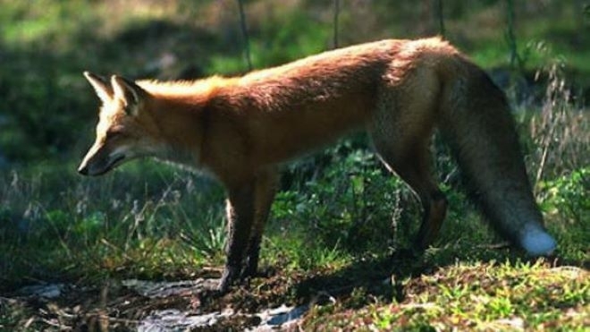 Хитрата лисича напаст стресна стопаните в монтанското село Горно Белотинци