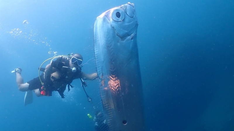 Рядка дълбоководна риба, наричана от японците риба земетресение, е забелязана
