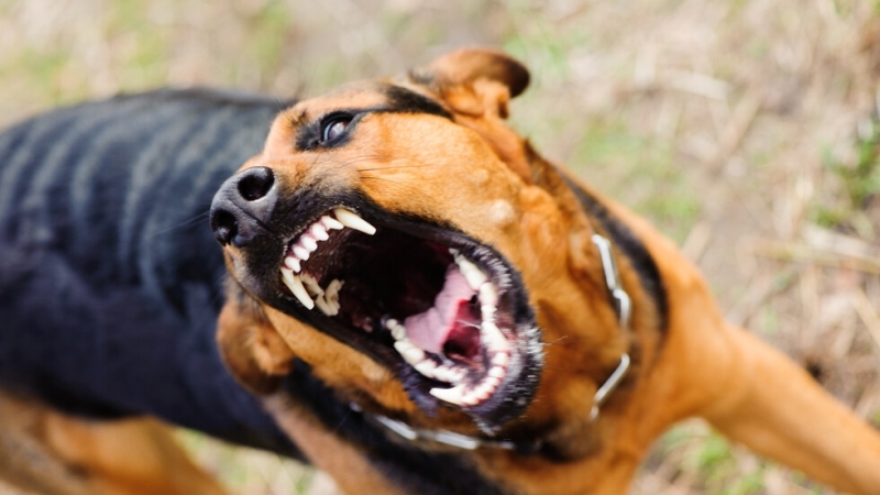 9 годишно дете е нападнато от куче в монтанското село Горно