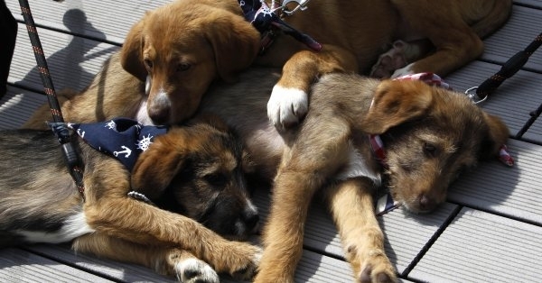 Видинчанин намери отровени кучетата си съобщават от МВР  
Сигнал за