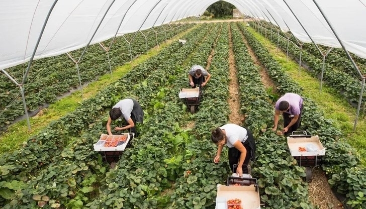 Инспекцията по труда активизира от началото на юни контрола в