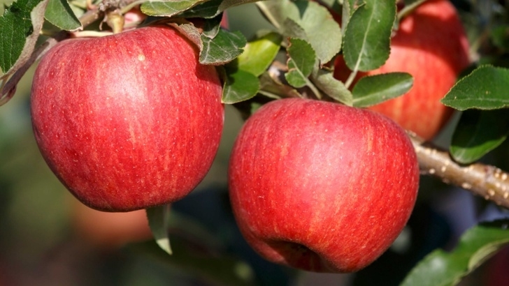 Кората на ябълките убива раковите клетки заявиха изследователи от Университета