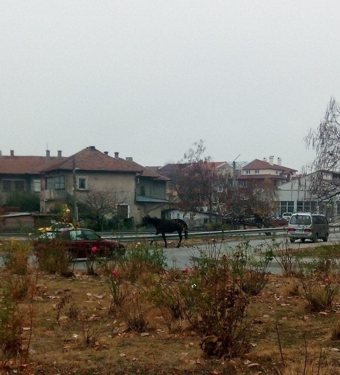 Монтанчани изреваха в социалните мрежи от конна инвазия в един