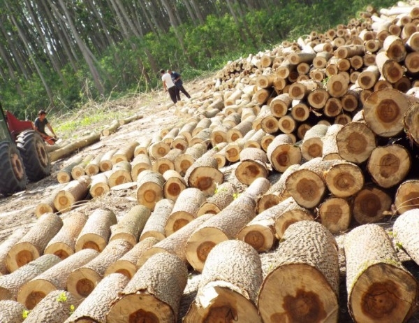 Цените на дървесината са по високи спрямо миналата година Това каза инж