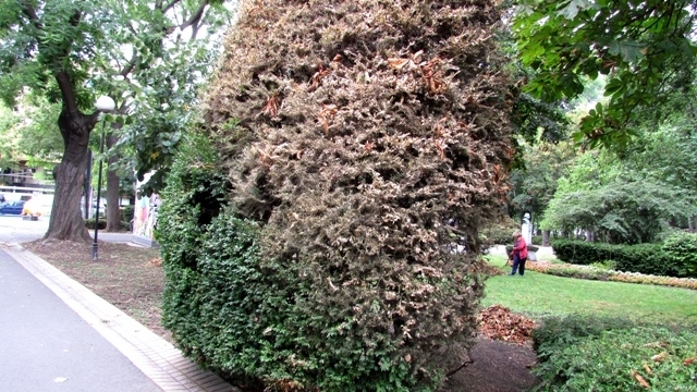 Тази седмица ще бъде извършена дезинсекционна обработка на чемширите в парковете