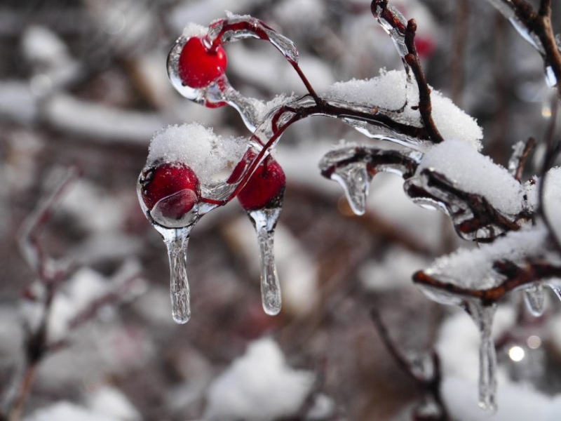 Минималните температури във вторник ще са от минус 2° 1°