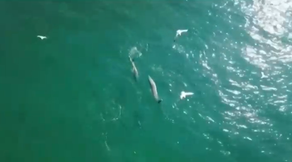 Делфините се върнаха на къмпинг Силистар Местни хора заснеха с