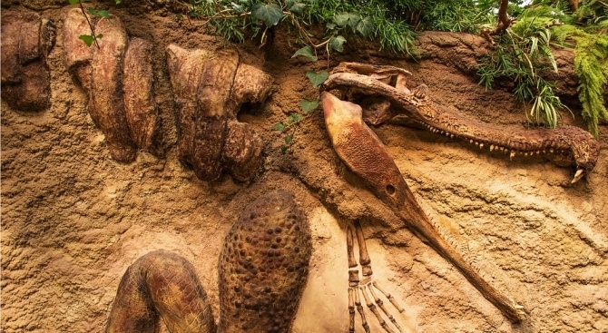 Голямо находище с над десет вкаменелости от животни живели преди