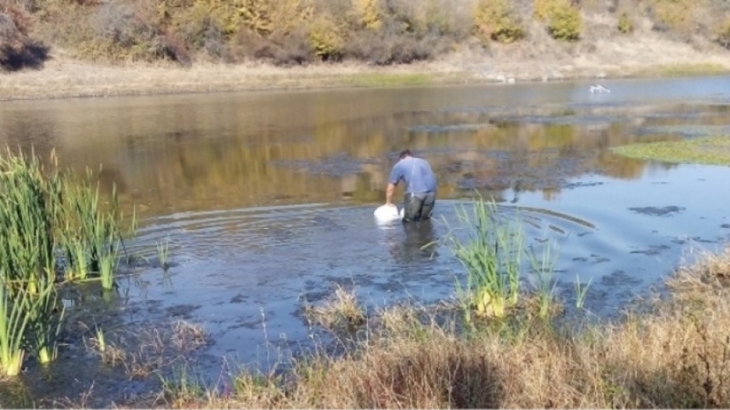 Зарибяване на язовир Ошане в община Белоградчик направиха местни любители